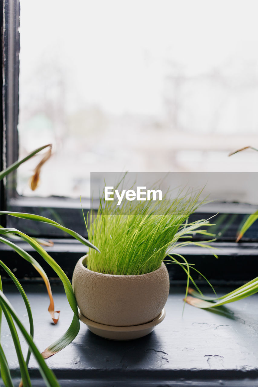 close-up of plant on table