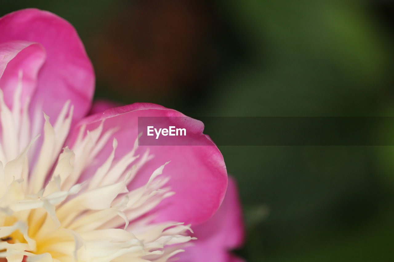 CLOSE-UP OF PINK FLOWERS