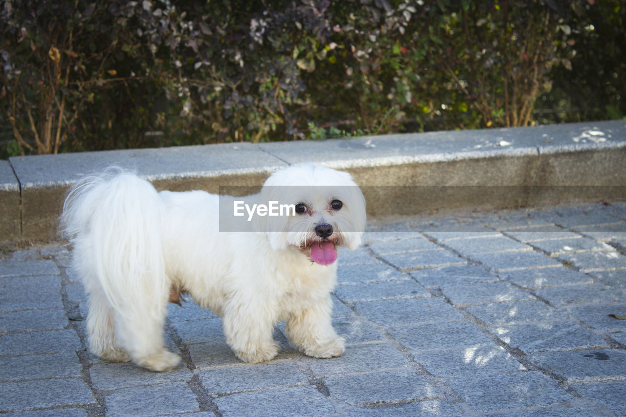 canine, dog, domestic animals, pet, mammal, one animal, animal themes, animal, maltese, havanese, bichon, white, portrait, day, no people, looking at camera, footpath, puppy, outdoors, carnivore, cute, nature