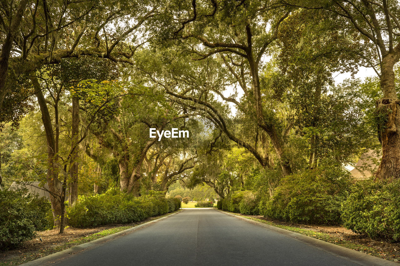 EMPTY ROAD AMIDST TREES IN FOREST