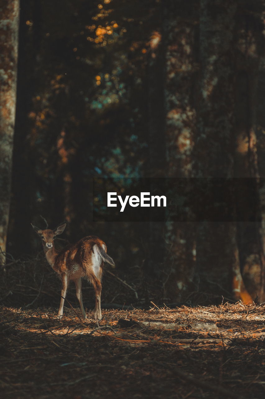 View of deer on field in forest