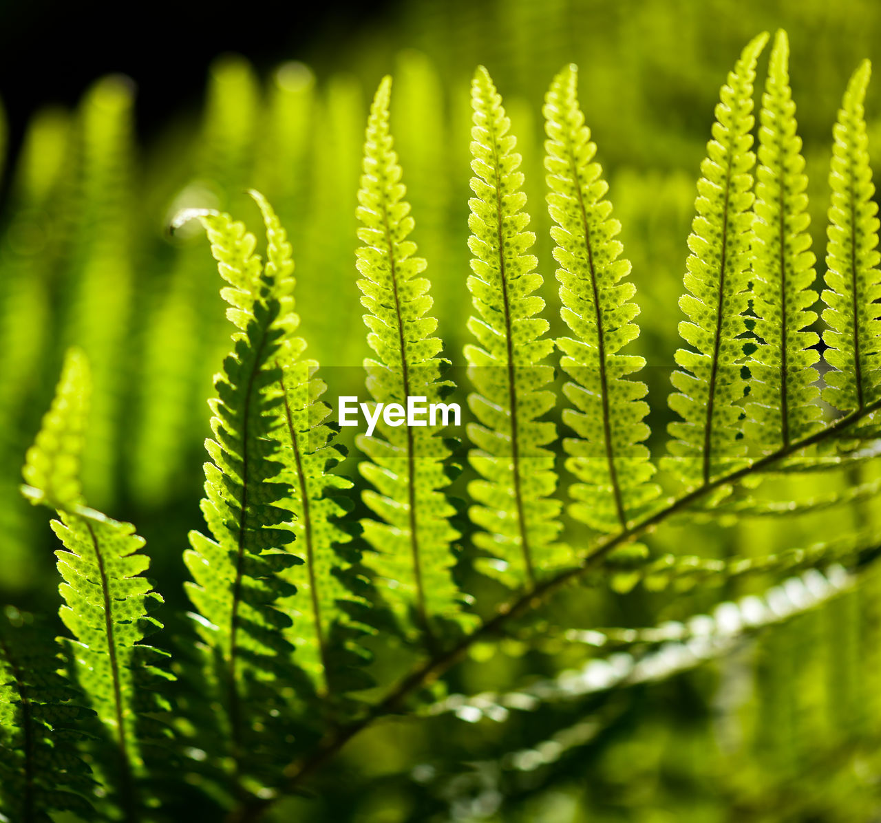 Close-up of fern leaves