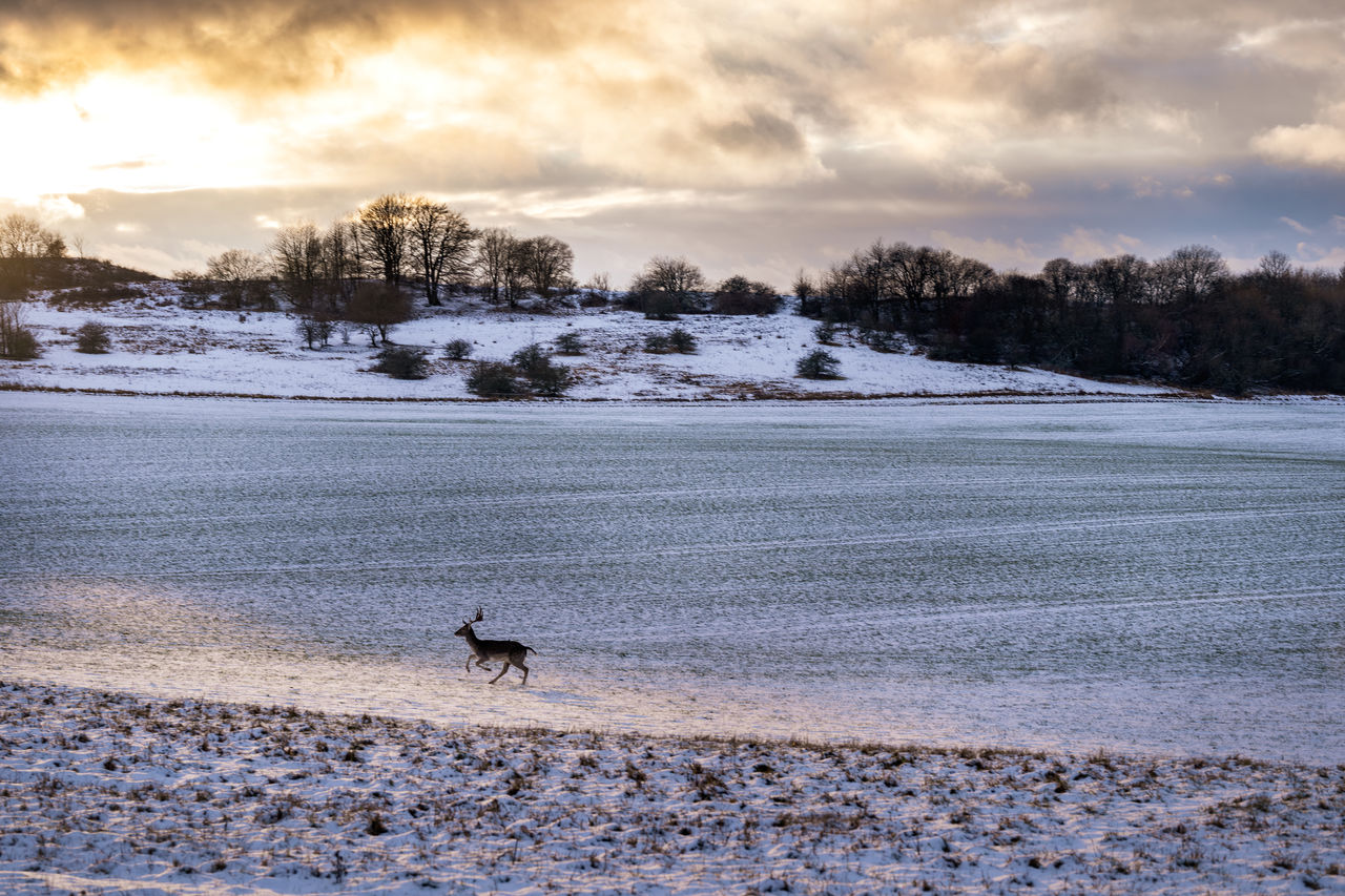 View of  deer on snow covered land