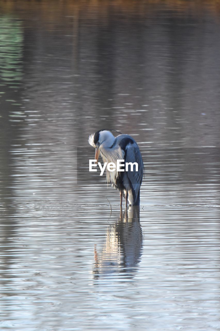 Gray heron stand in water