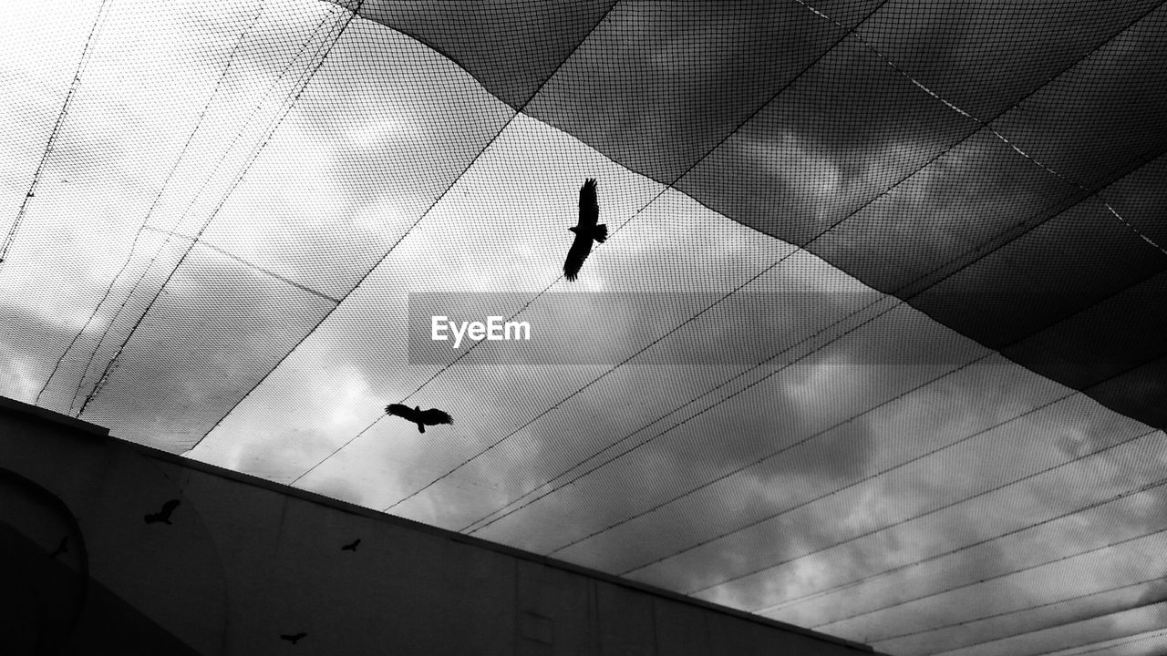 Low angle view of silhouette of birds flying against sky