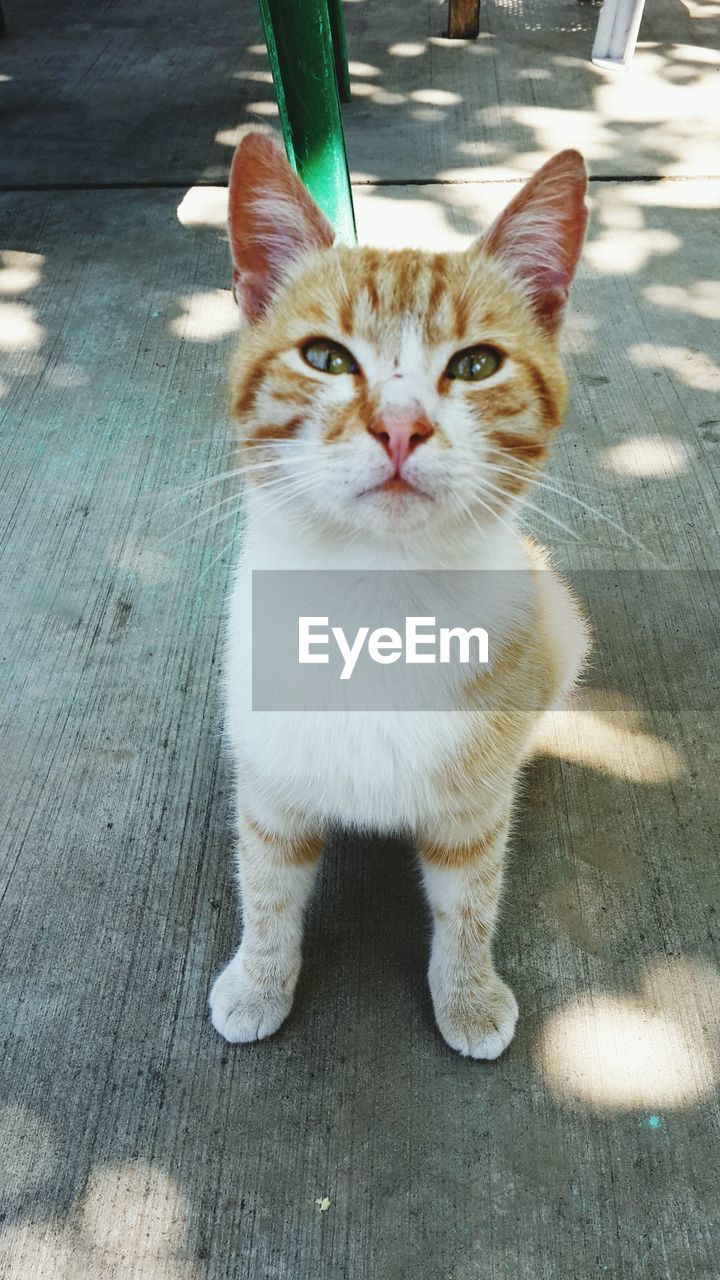 PORTRAIT OF CAT LOOKING AT CAMERA OUTDOORS