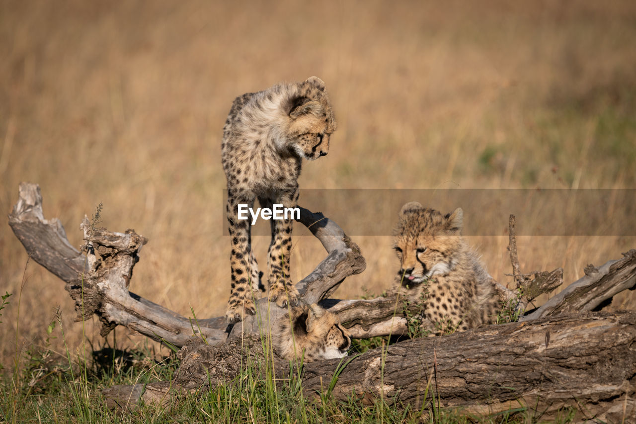Family of cheetah relaxing on field