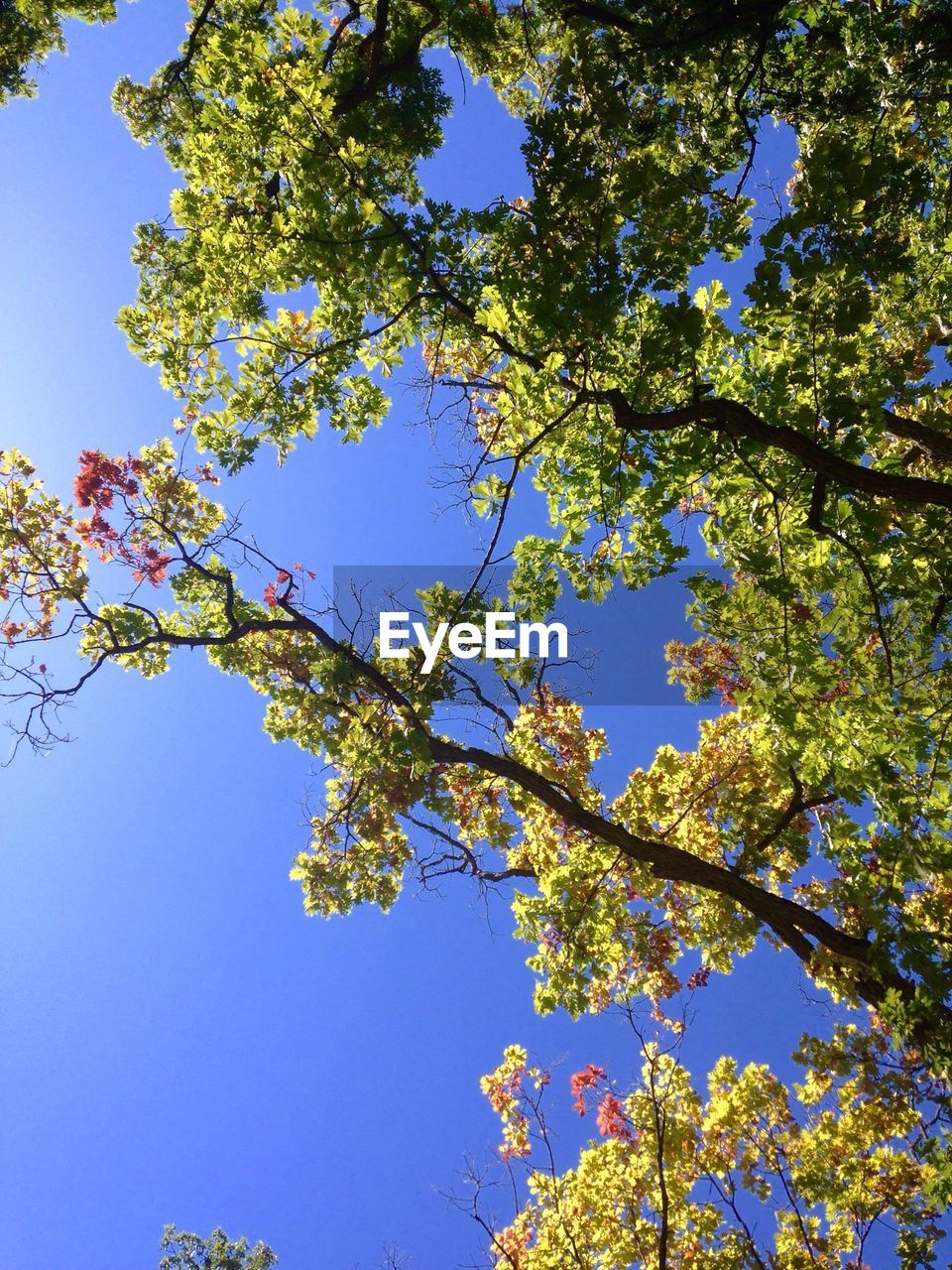 LOW ANGLE VIEW OF BLOOMING TREE