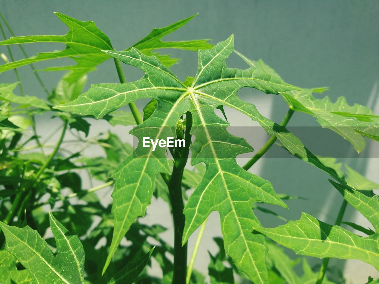 CLOSE-UP OF GREEN LEAF