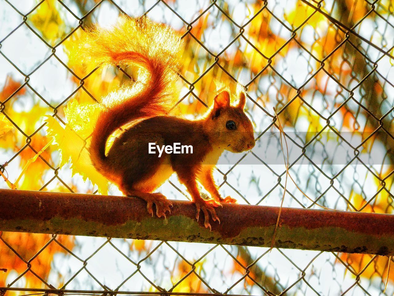 CLOSE-UP OF SQUIRREL ON BRANCH