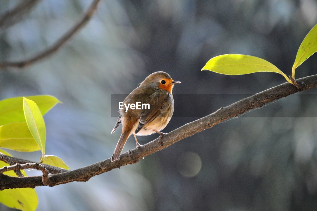 animal themes, animal, bird, animal wildlife, yellow, wildlife, nature, beak, branch, tree, perching, one animal, plant, beauty in nature, environment, plant part, no people, outdoors, leaf, songbird, focus on foreground, multi colored, full length, flower