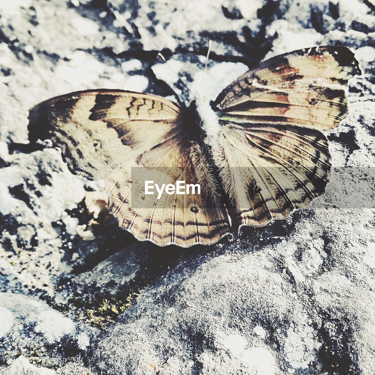 High angle view of butterfly on rock