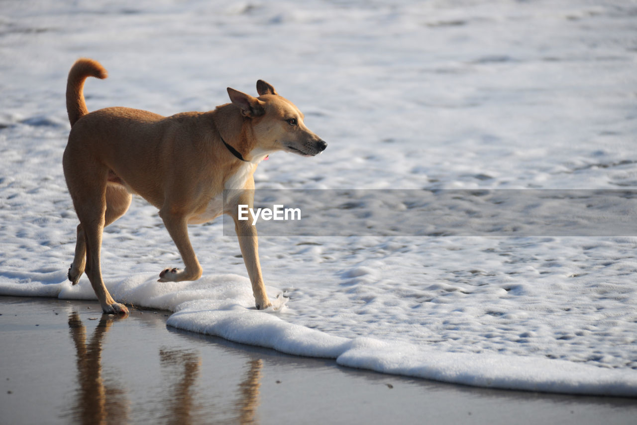 Dog walking on beach