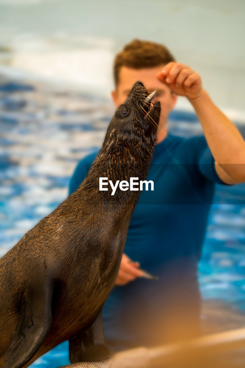 An unidentified man feeding fish to a seal against blurred background, selective focus