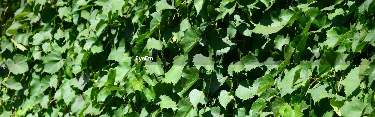 FULL FRAME SHOT OF PLANTS