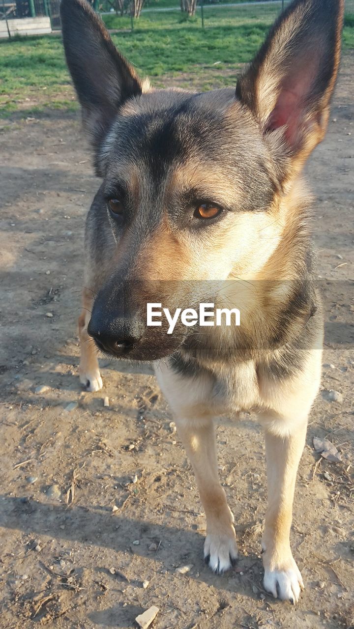 Close-up of dog standing in field