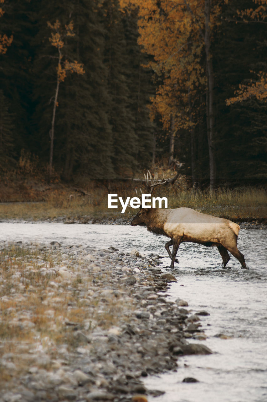 VIEW OF DEER IN FOREST