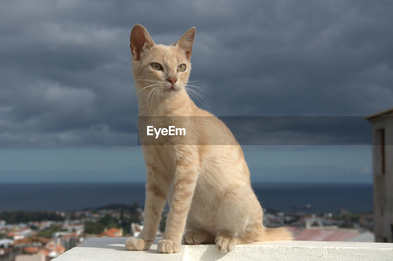 Portrait of cat sitting by sea against sky