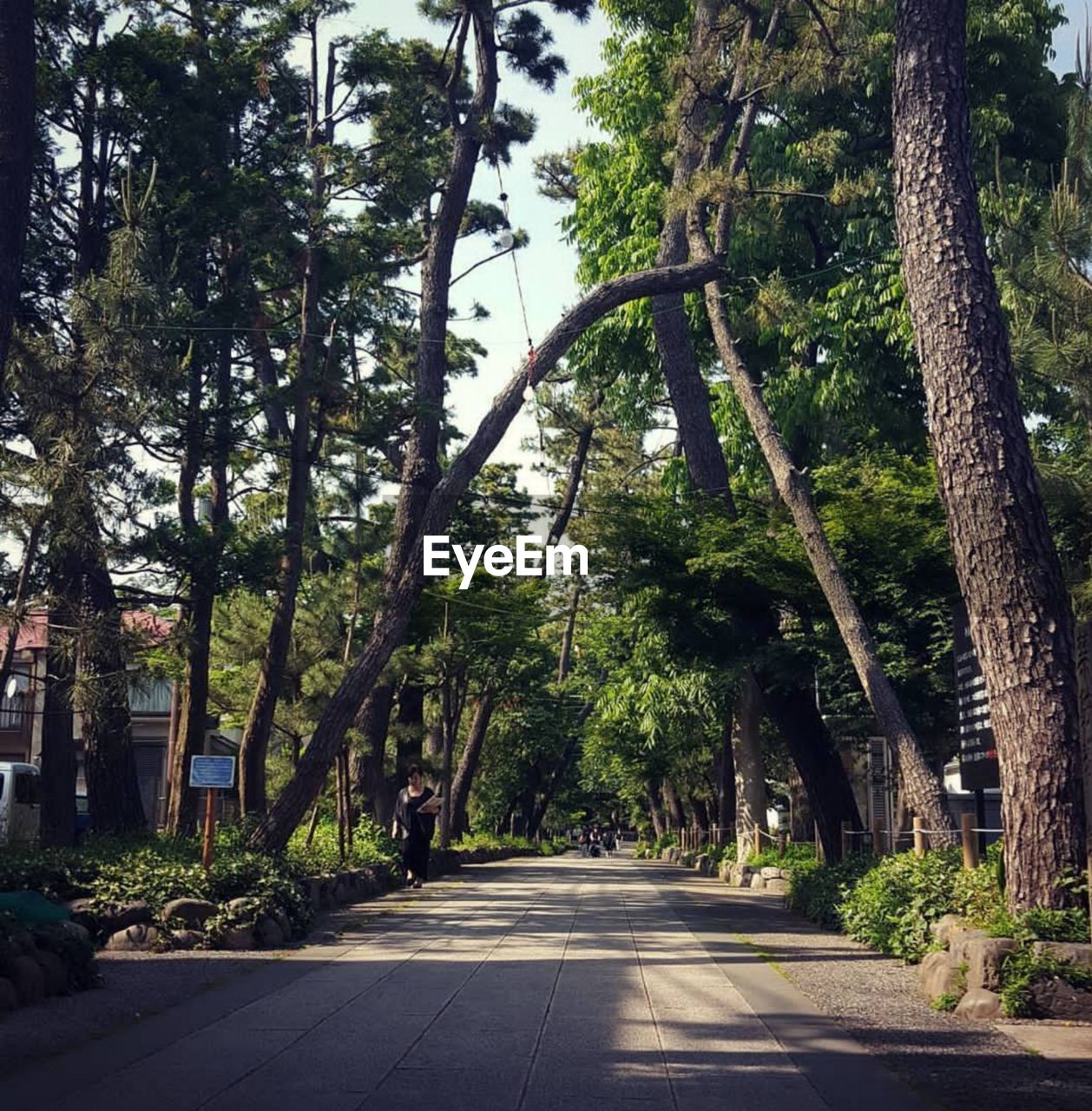 EMPTY ROAD ALONG TREES