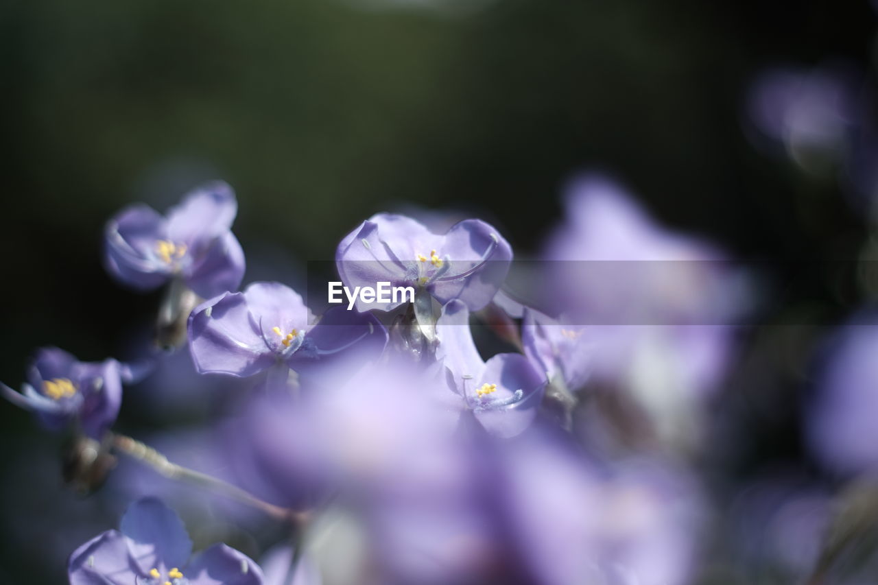 CLOSE-UP OF PURPLE BLUE FLOWERS