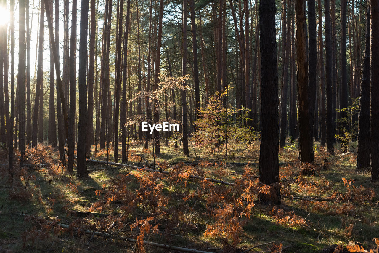 Small trees in the coniferous forest in autumn