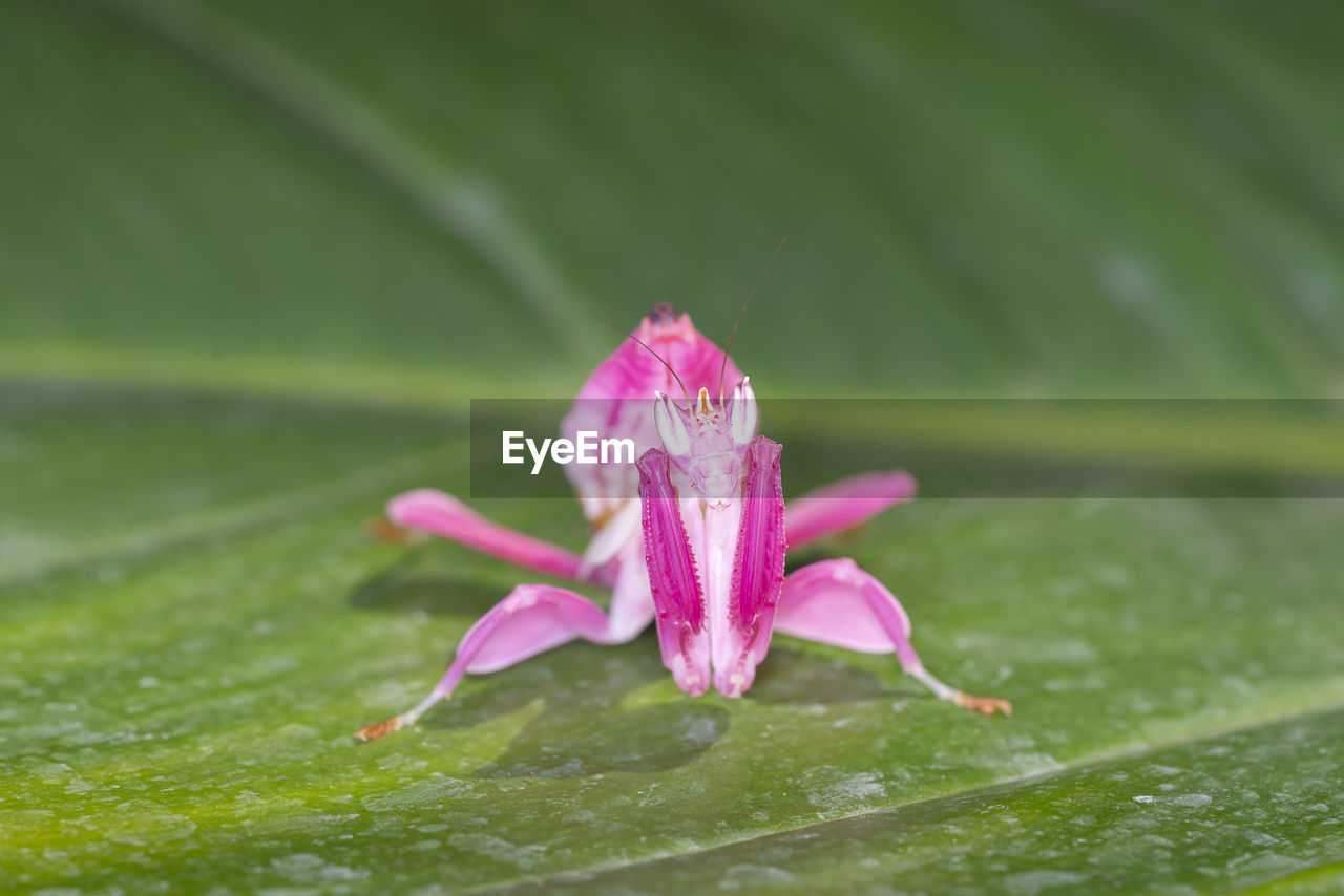 CLOSE-UP OF PINK LOTUS WATER LILY ON PLANT