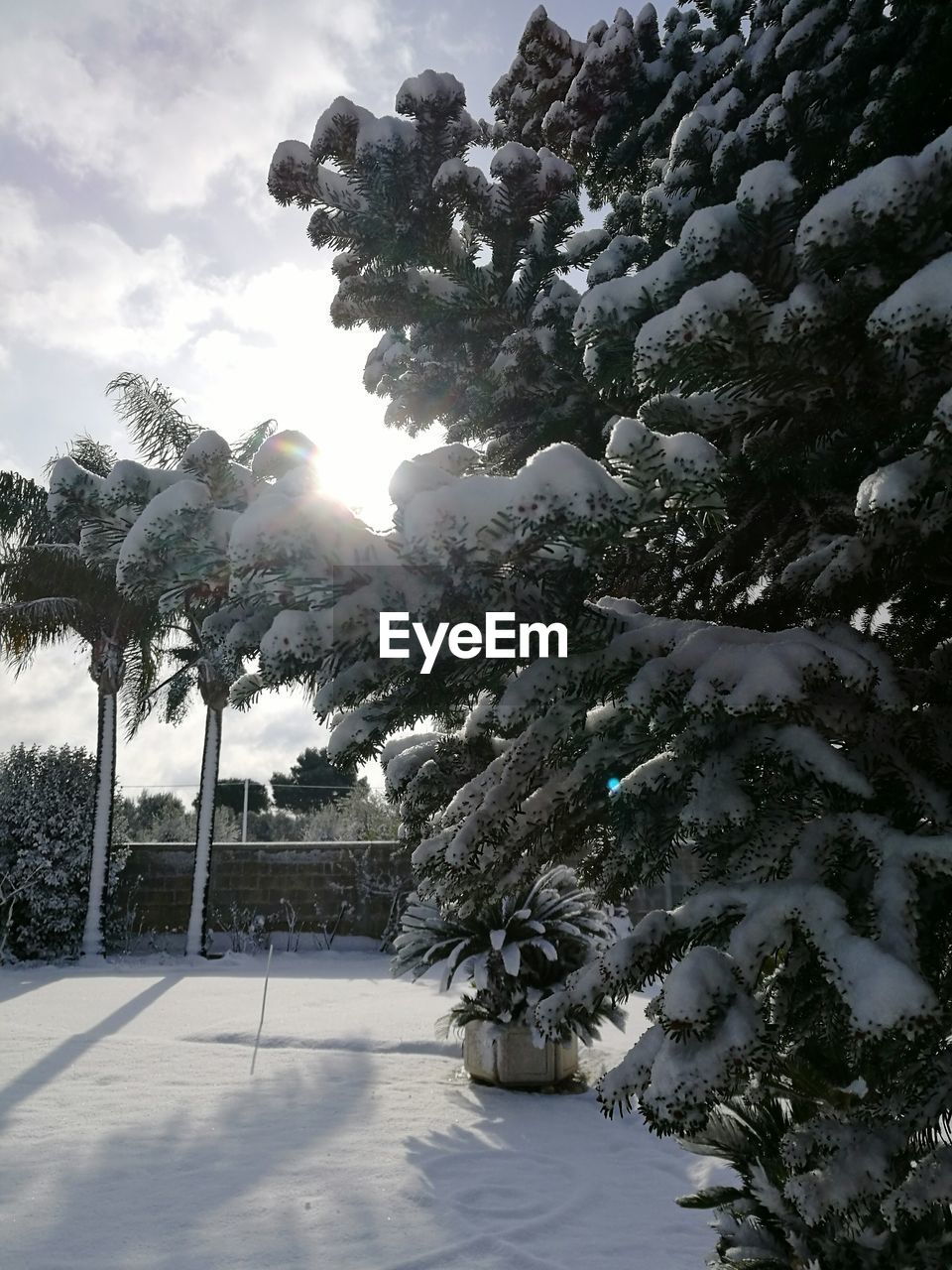 TREES ON SNOW COVERED LANDSCAPE