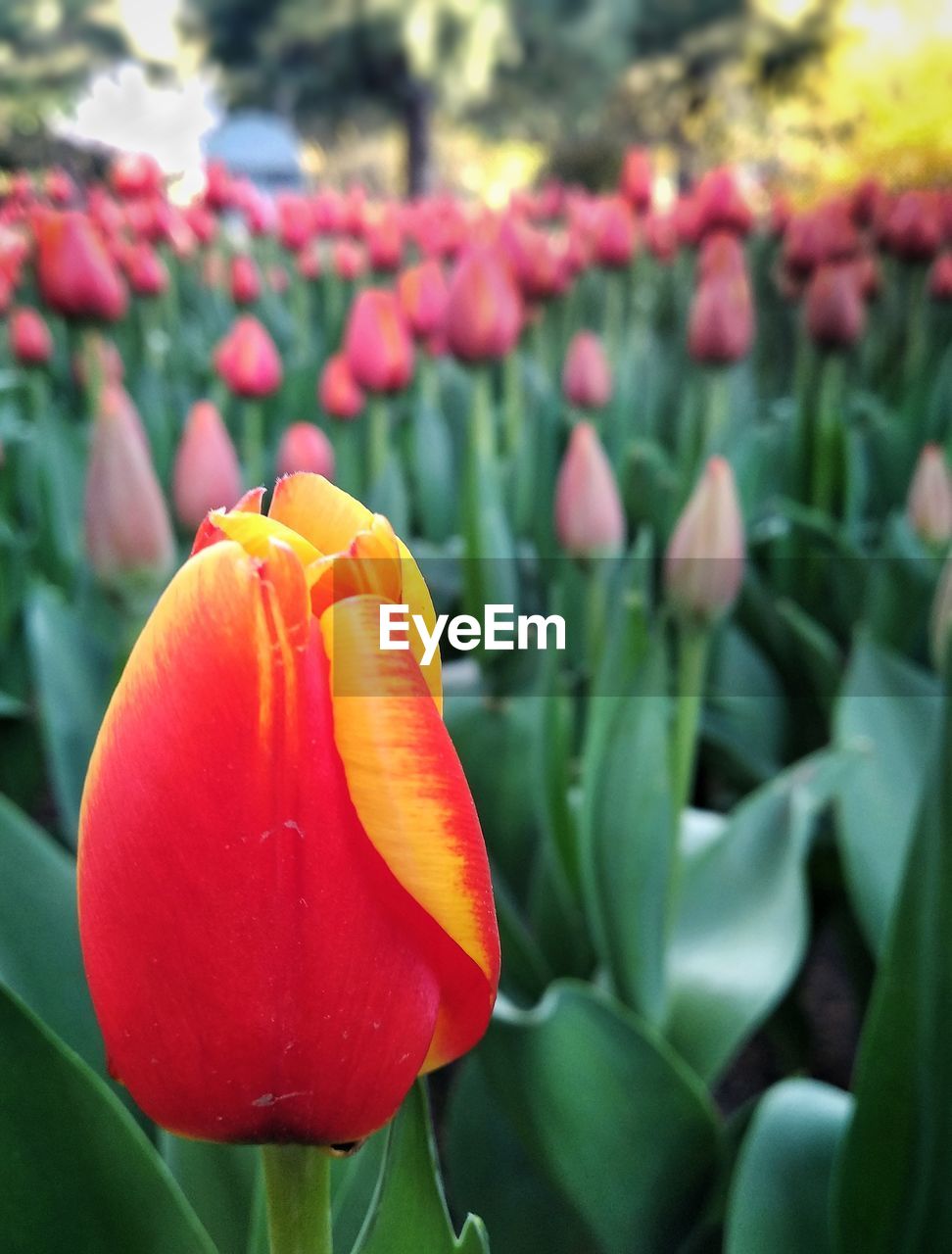 CLOSE-UP OF RED TULIP FLOWER