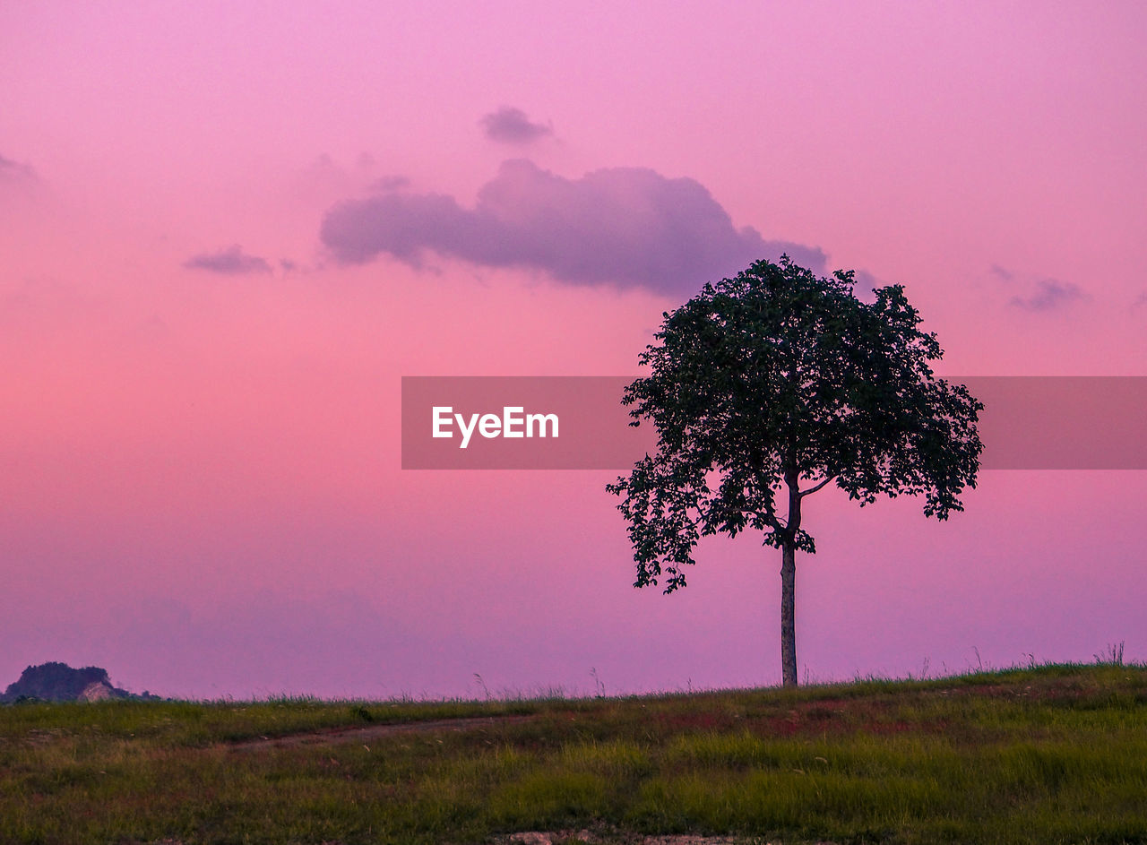 Silhouette tree on field against sky during sunset