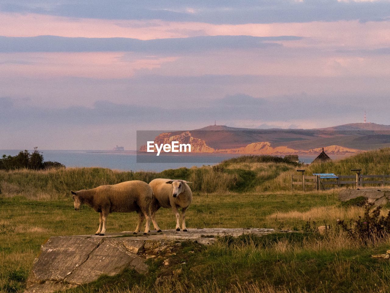 HORSES STANDING ON LANDSCAPE AGAINST SKY