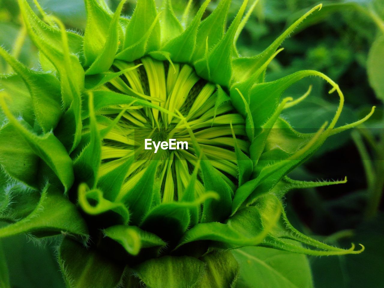 Full frame shot of flower