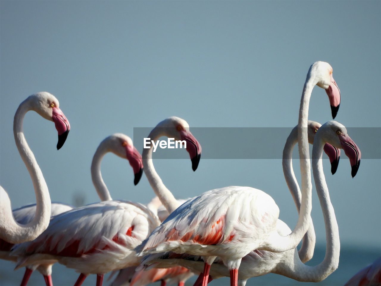 A flock of greater flamingo