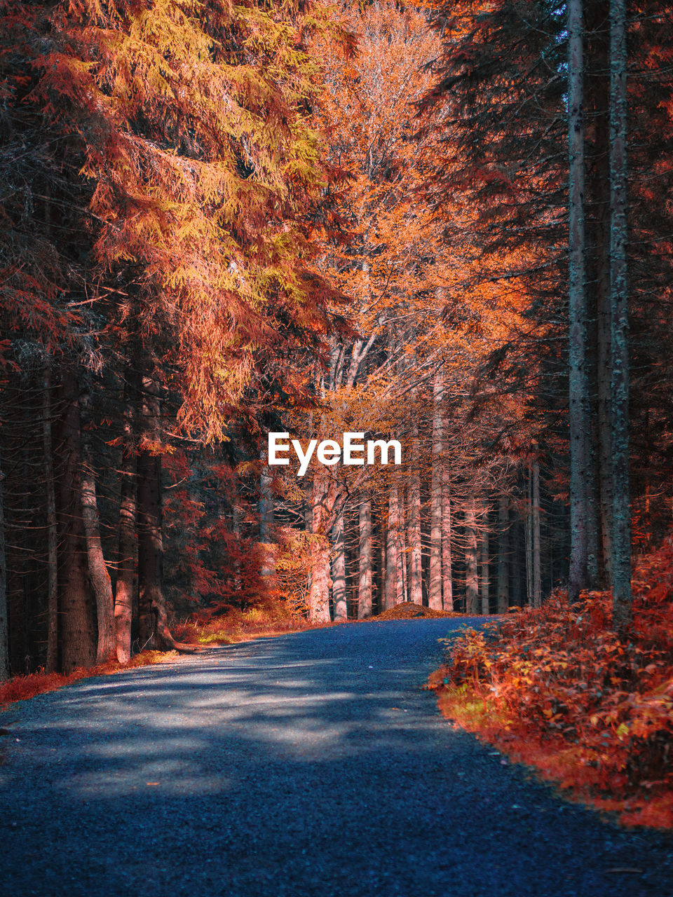 Empty road amidst trees during autumn