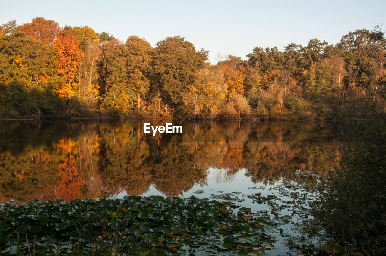 Scenic view of lake by trees during autumn