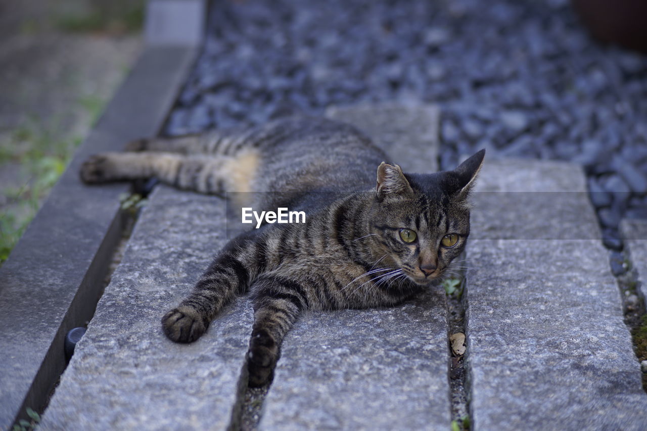 HIGH ANGLE PORTRAIT OF TABBY CAT OUTDOORS