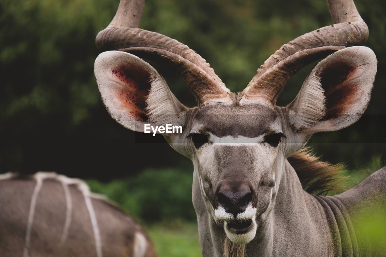 Close-up portrait of wildlife