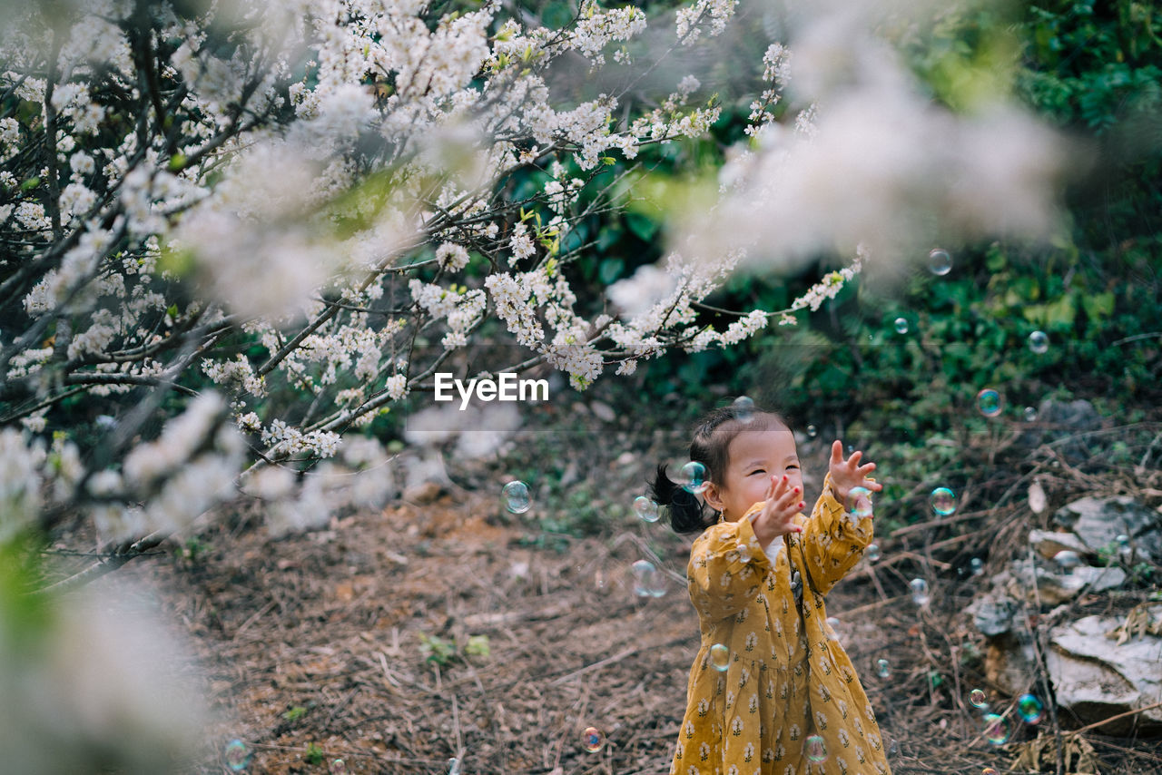 Full length of cute girl standing on plum blossoms garden