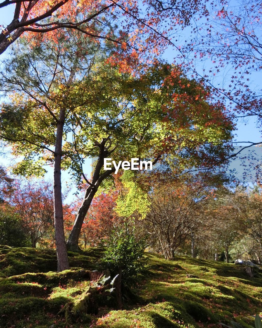 TREES ON LANDSCAPE