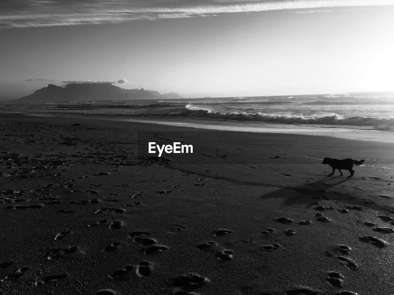 DOG ON BEACH