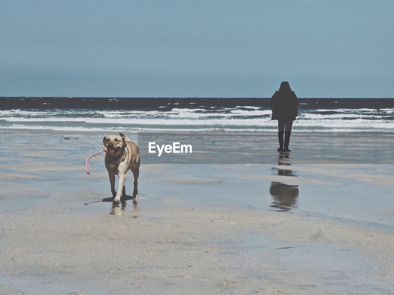 FULL LENGTH OF DOG WALKING ON BEACH AGAINST SKY