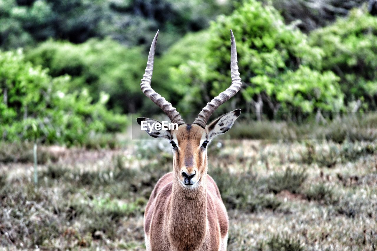 Portrait of impala on field