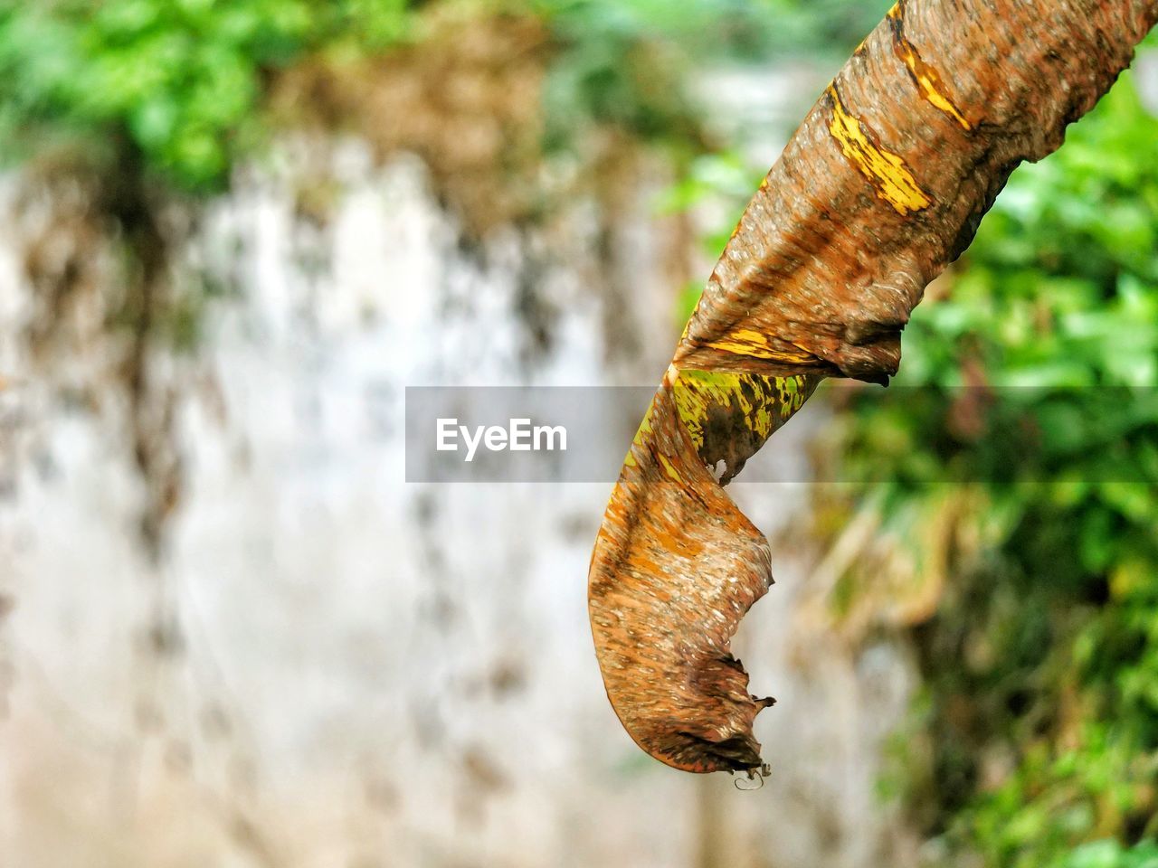 Close-up of dry leaf on tree trunk