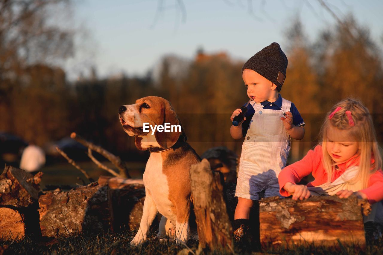 Siblings playing with wood by dog on field against trees in forest during sunset