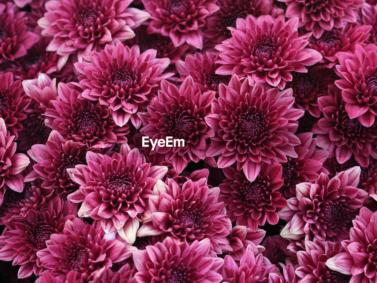 Full frame shot of pink flowering plants