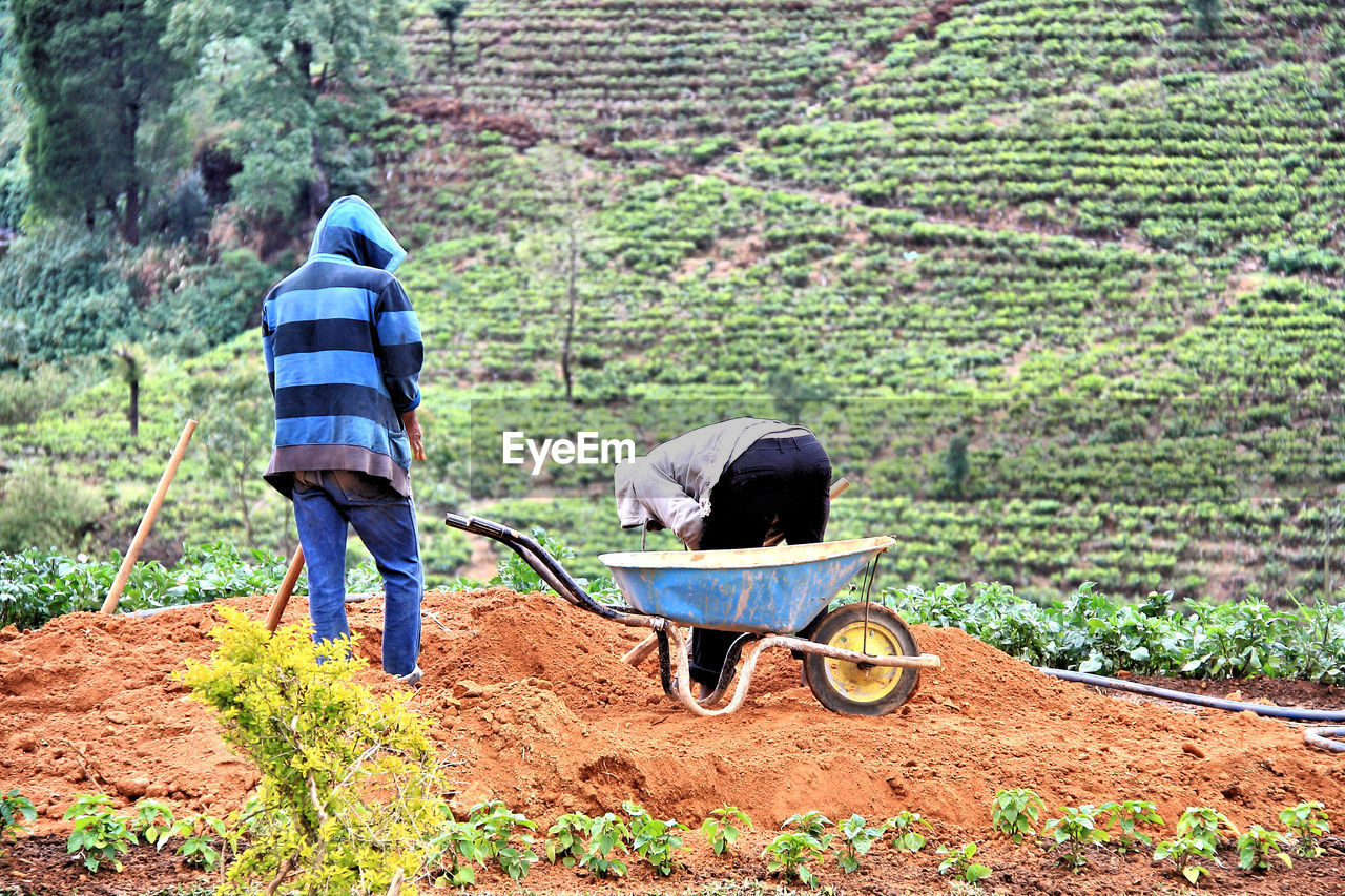 Rear view of people working in farm