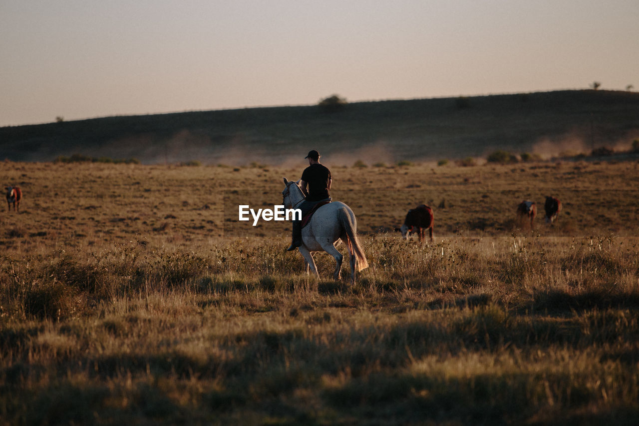 View of two horses on field