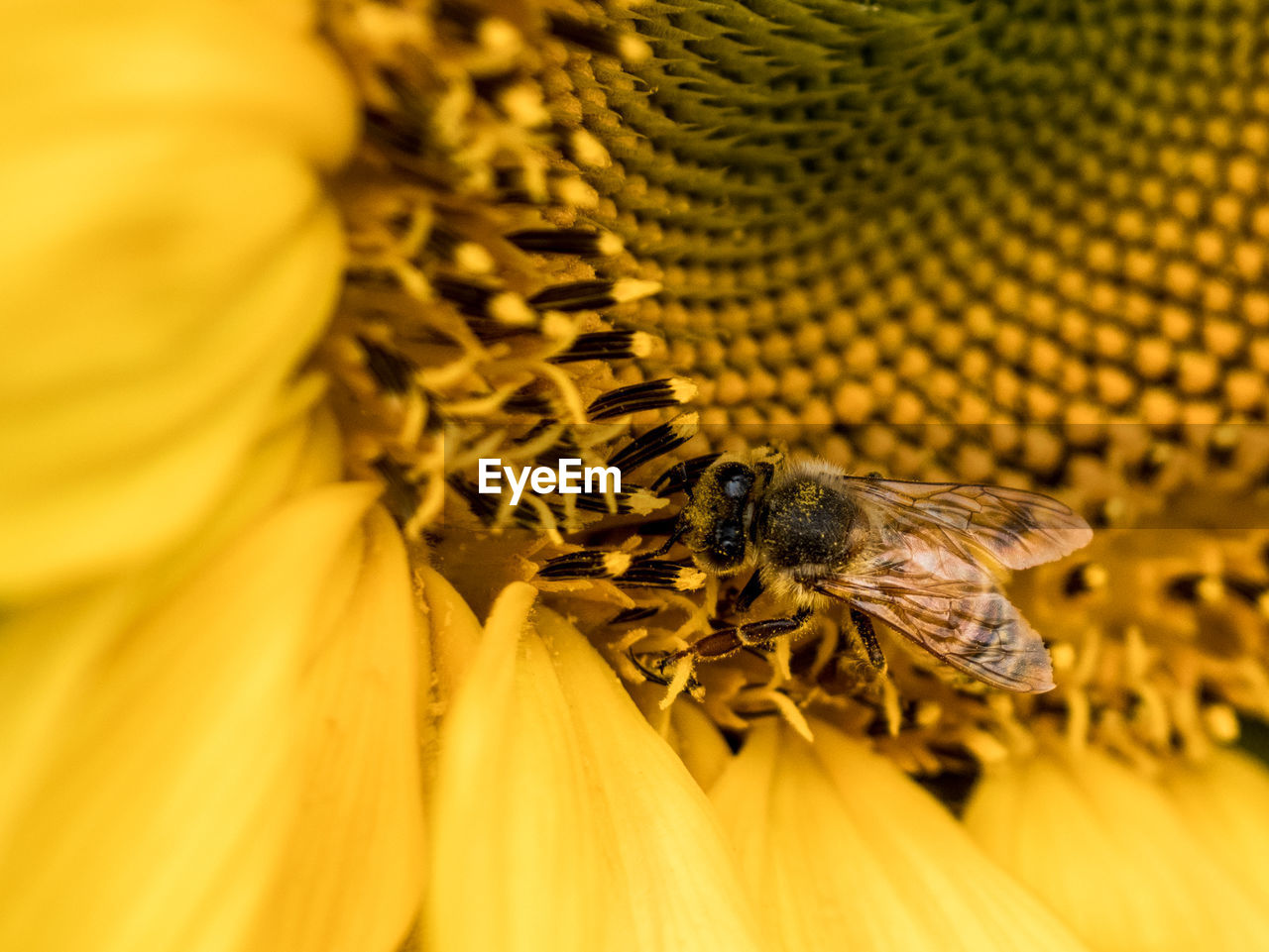 Close-up of bee pollinating on sunflower