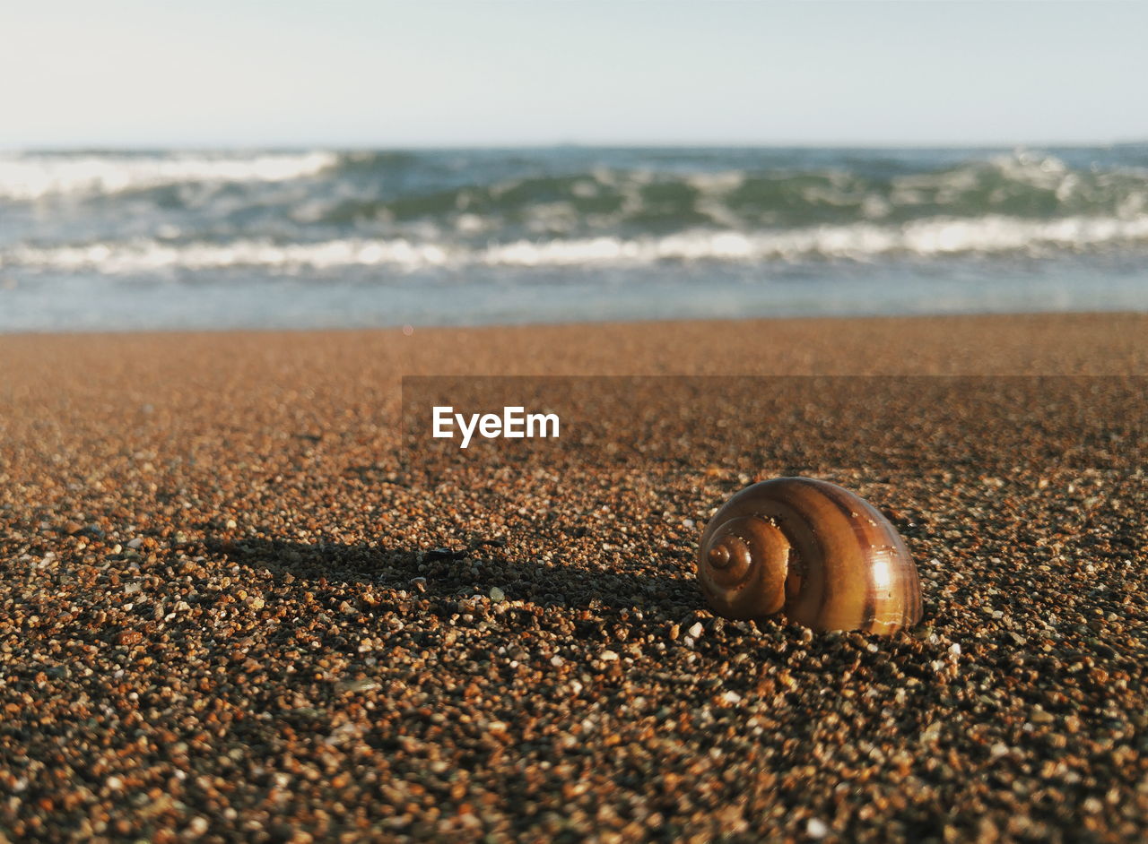 Close-up of seashell on sand at beach