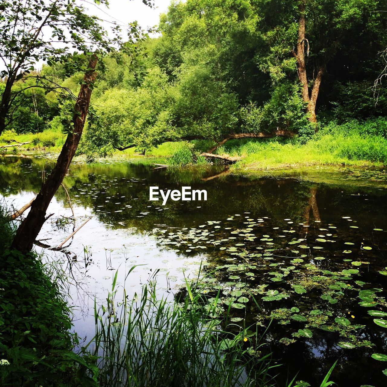 PLANTS GROWING IN LAKE