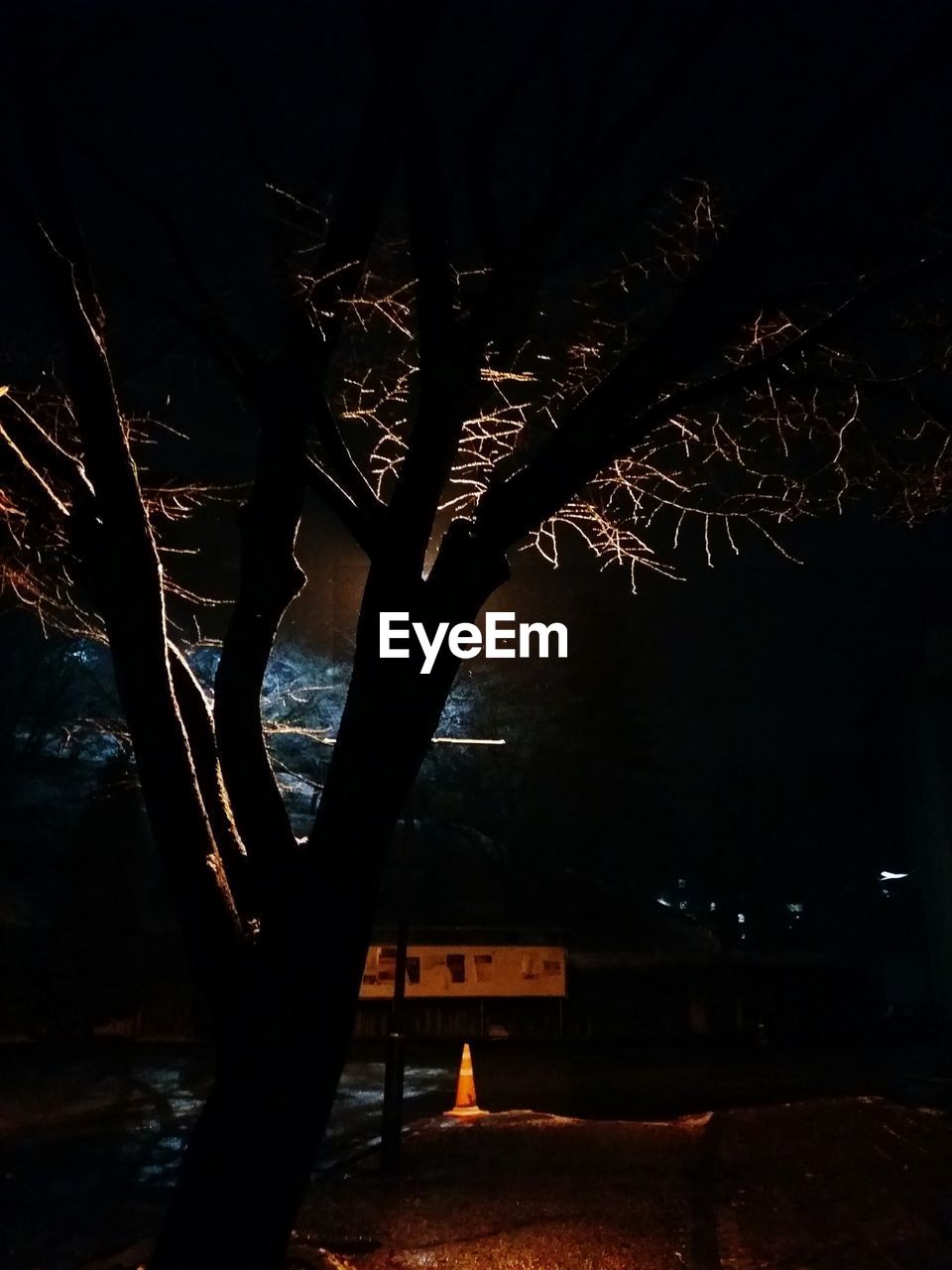 VIEW OF ILLUMINATED TREES AT NIGHT